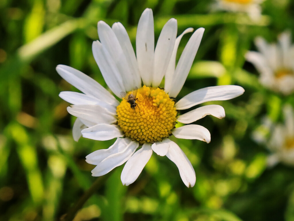 Fly in a flower.  by neil_ge