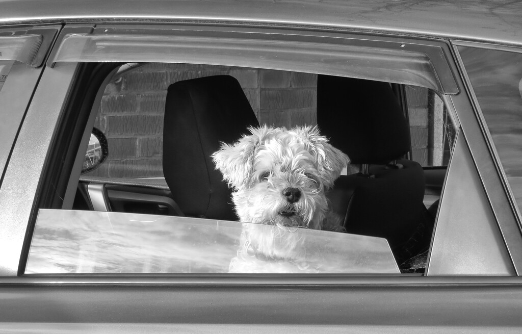 dogs in cars by kali66