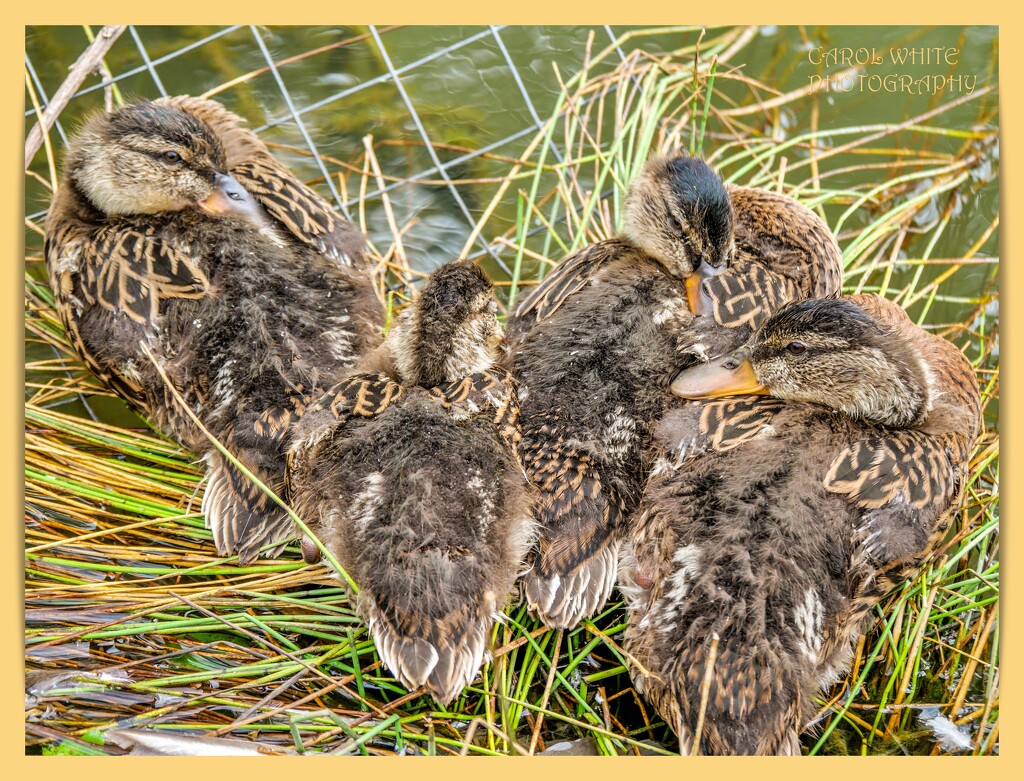 Young Mallards by carolmw