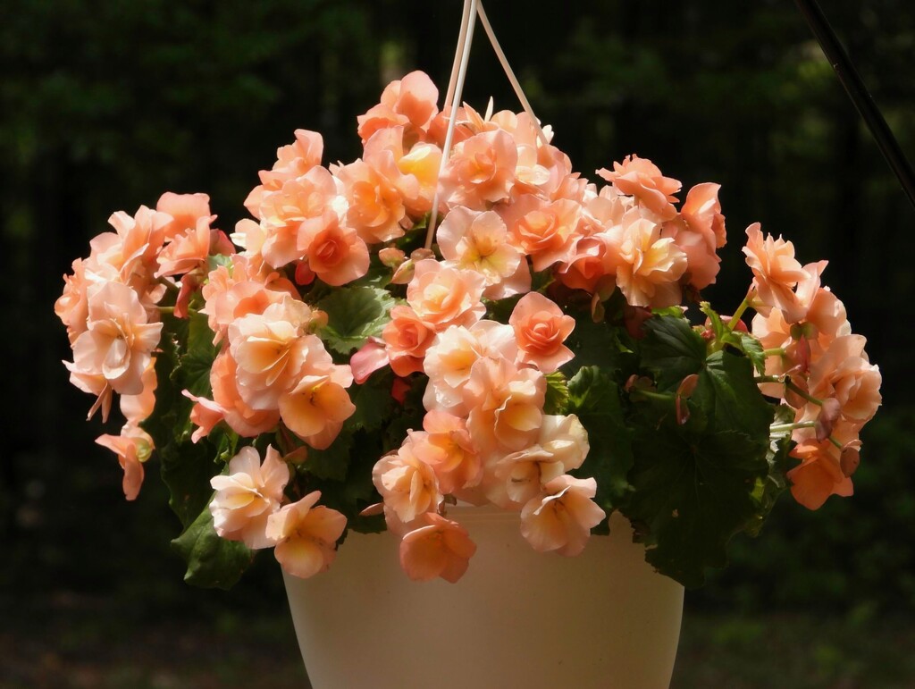 My peachy begonia... by marlboromaam