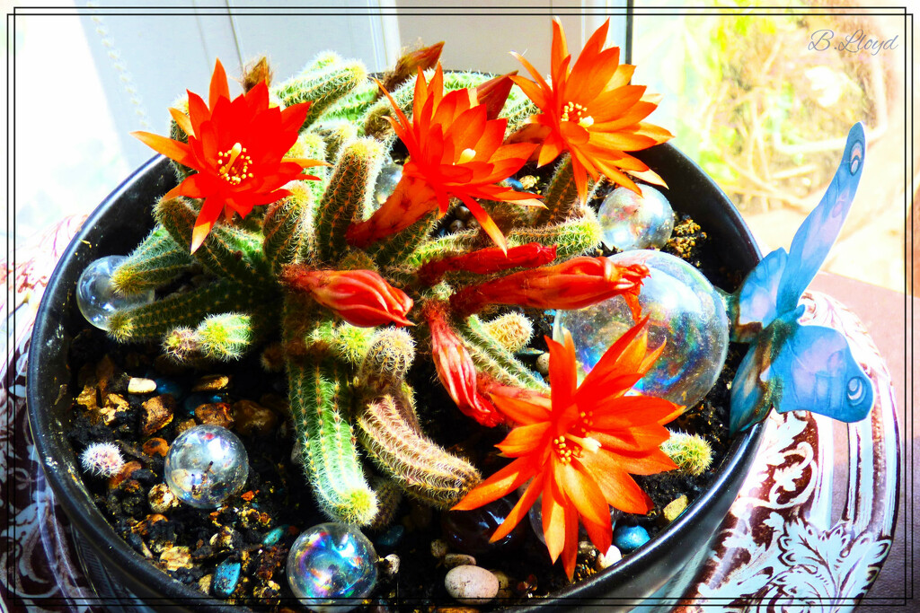 Cacti in flower. by beryl