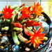 Cacti in flower. by beryl