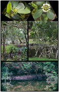 16th Jun 2024 - Marvellous Mangroves