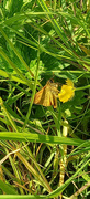 20th Jun 2024 - Hiding away...Large Skipper 