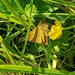 Hiding away...Large Skipper  by 365projectorgjoworboys
