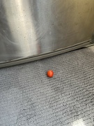 19th Jun 2024 - Dropped tomato