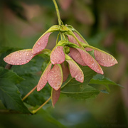 20th Jun 2024 - Maple seed pods