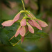 Maple seed pods by helstor365