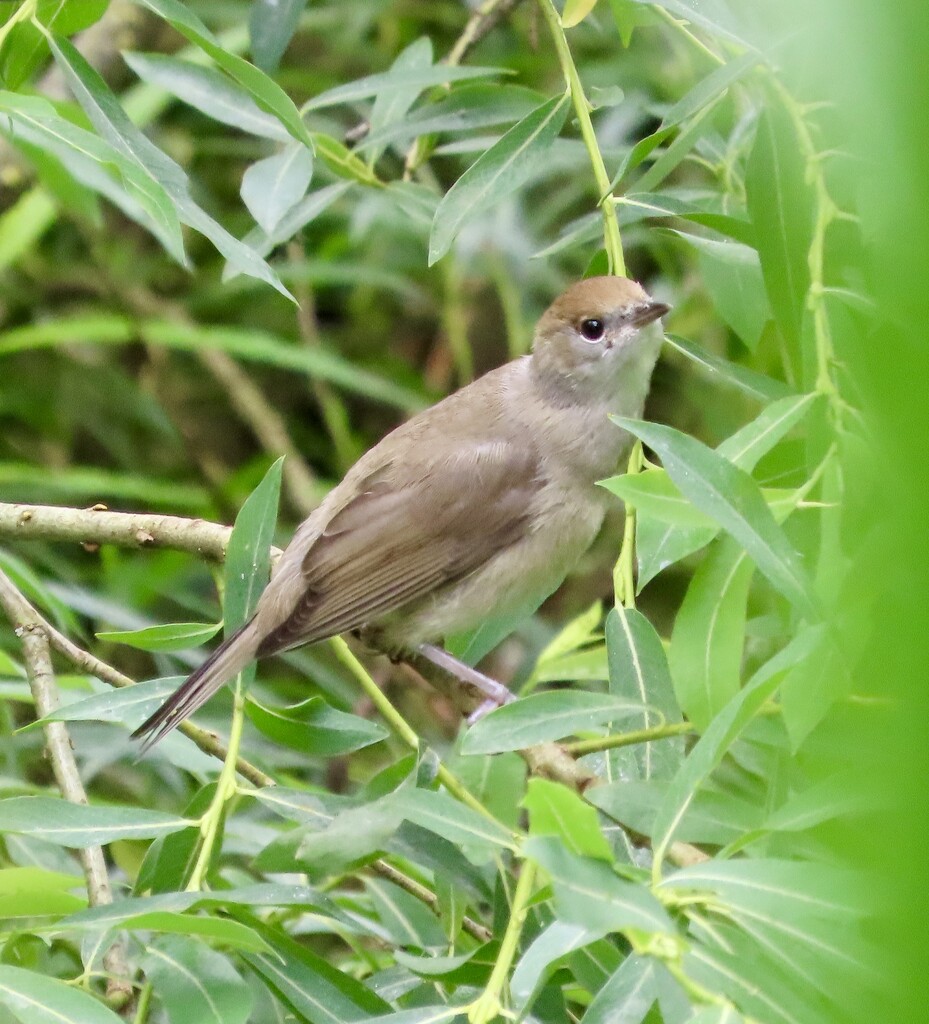 Maybe a Cetti’s Warbler ?  by orchid99