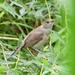 Maybe a Cetti’s Warbler ? 
