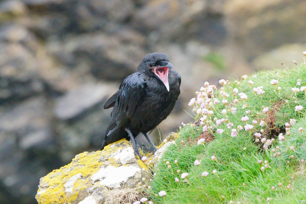 HUNGRY RAVEN  by markp