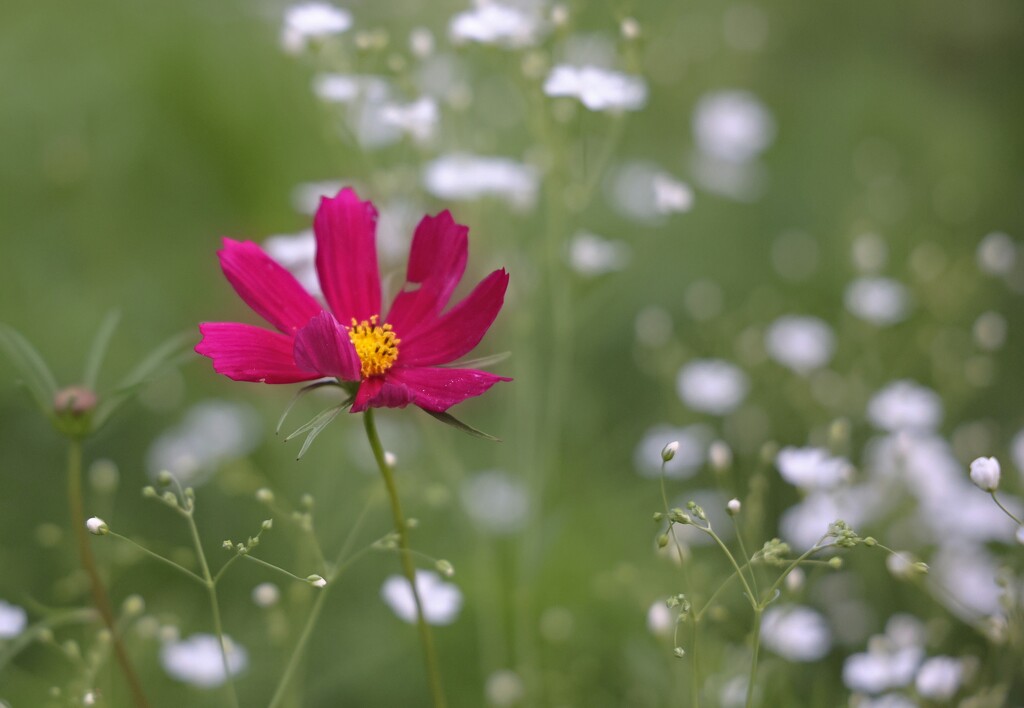 Hot Pink Cosmos by lynnz