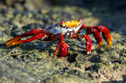 20th Jun 2024 - Sally Lightfoot Crab