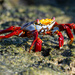 Sally Lightfoot Crab by kathyladley