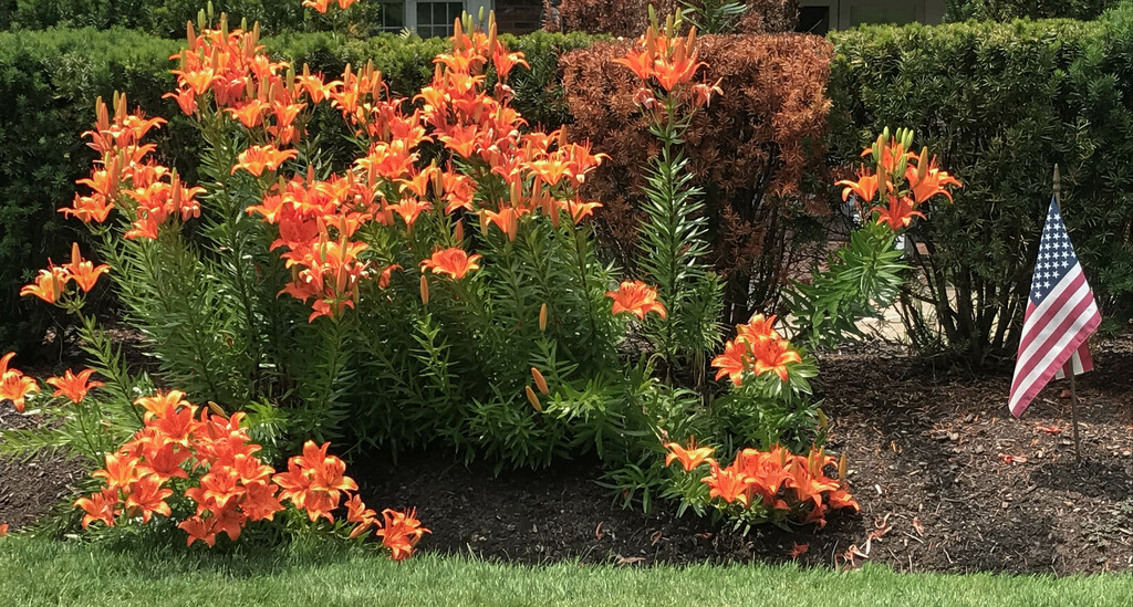 Lovely lilies by mittens