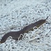 Slug on a Rug
