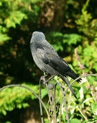 20th Jun 2024 - Jackdaw