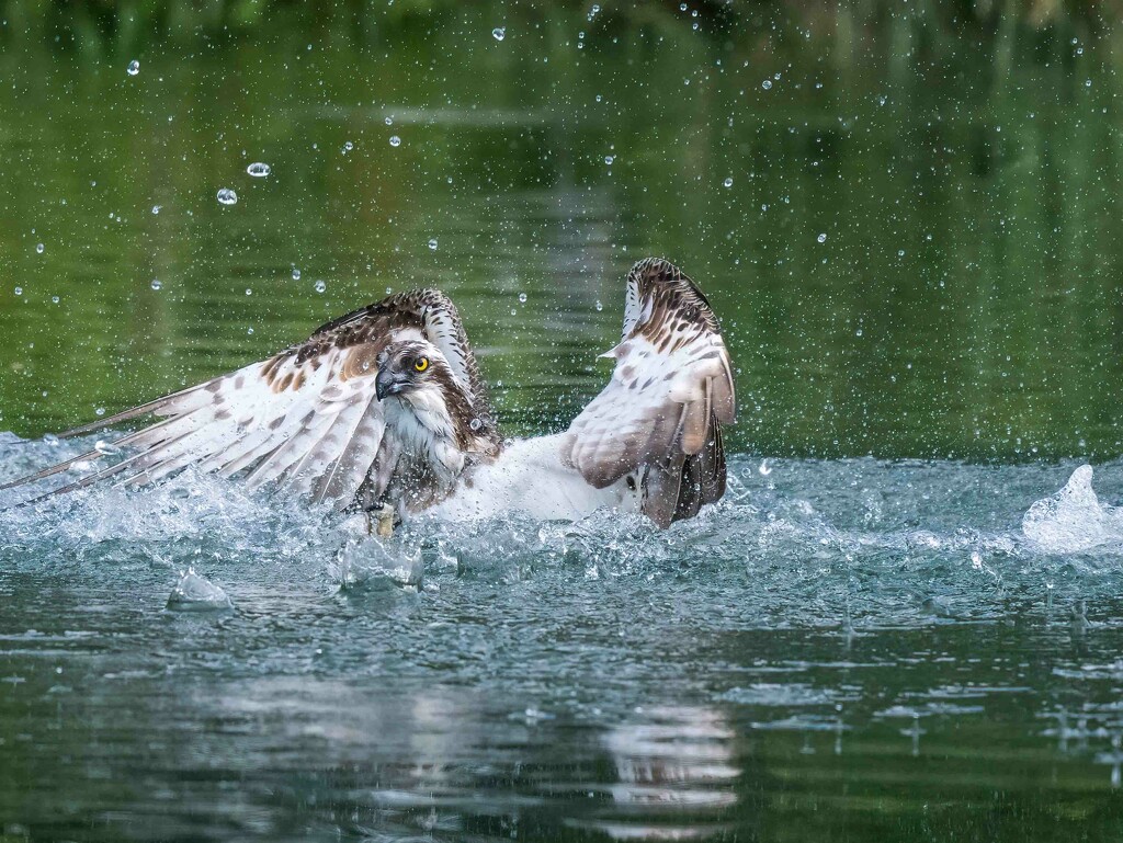  Osprey  by padlock