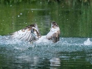 19th Jun 2024 -  Osprey 