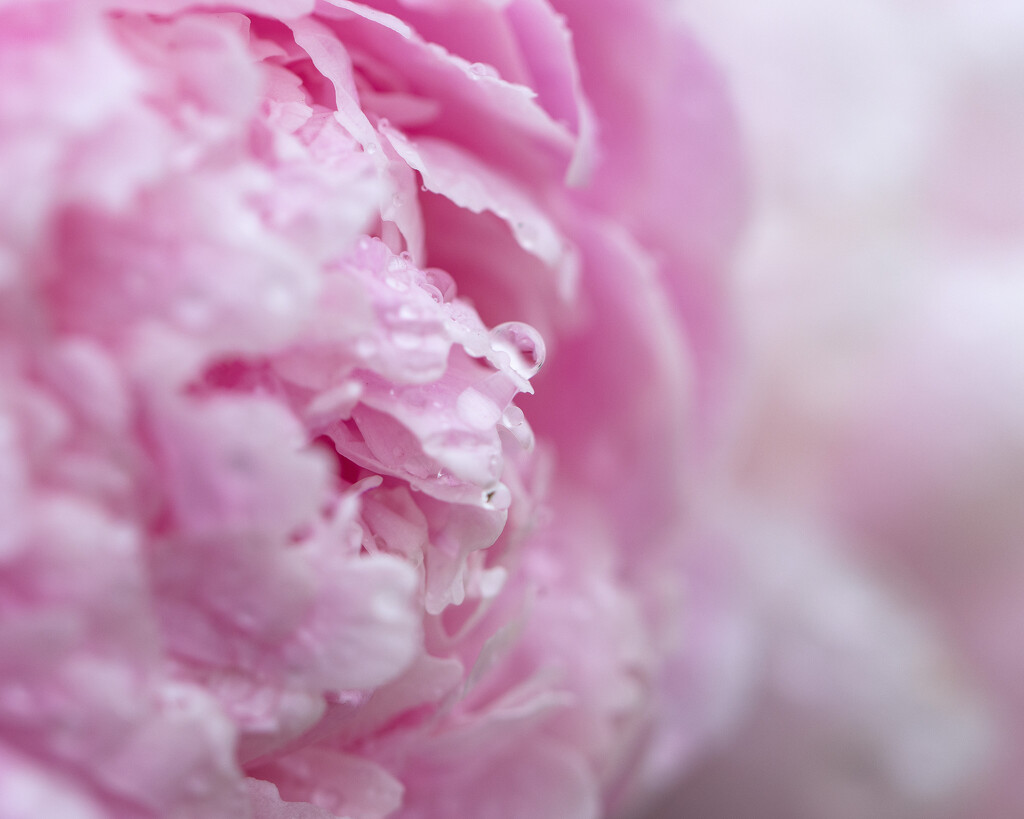 peony dew by aecasey