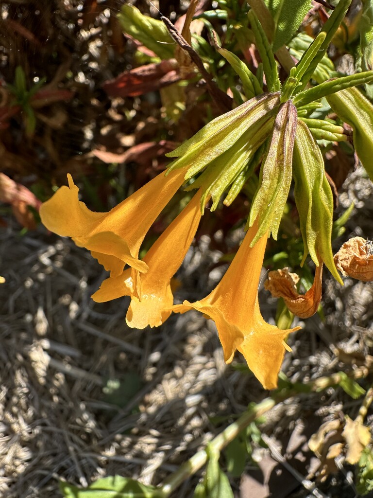 Sticky Monkey Flower by shutterbug49