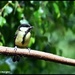 Mrs Great Tit up at RSPB by rosiekind