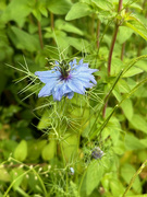 16th Jun 2024 - Love-in-a-Mist