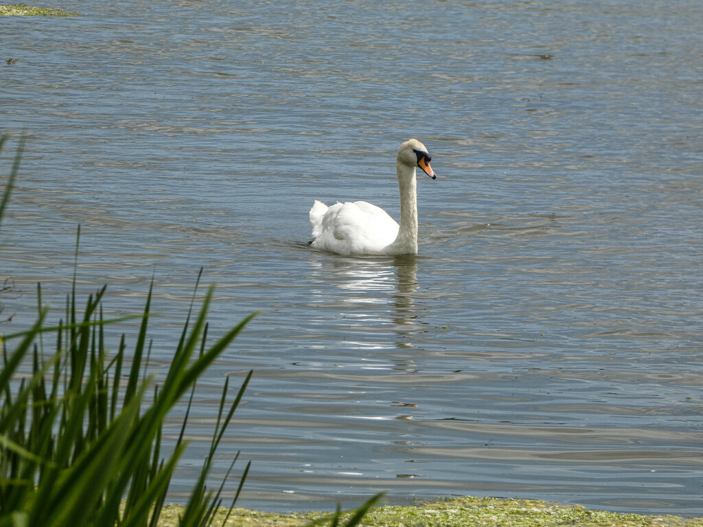 Swan Lake by mumswaby