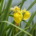 Reed Iris by mumswaby