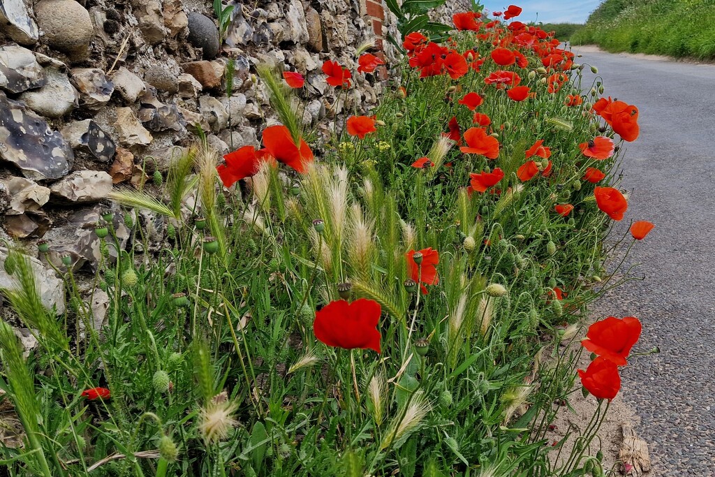 poppies by christophercox