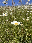 20th Jun 2024 - Ox eye daisies