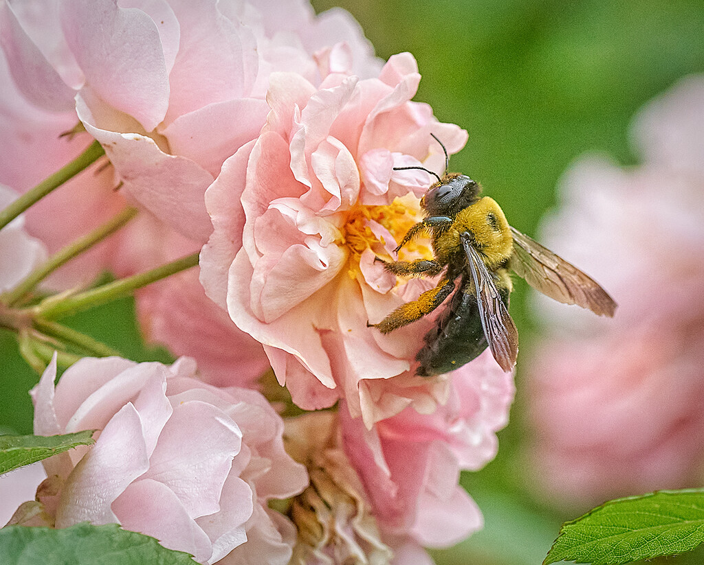 Bee on a Cluster of Roses by gardencat