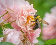 20th Jun 2024 - Bee on a Cluster of Roses