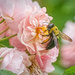 Bee on a Cluster of Roses by gardencat