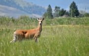 20th Jun 2024 - Whitetail Doe