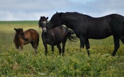 20th Jun 2024 - Equine Trio