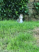 19th May 2024 - The Squirrel 