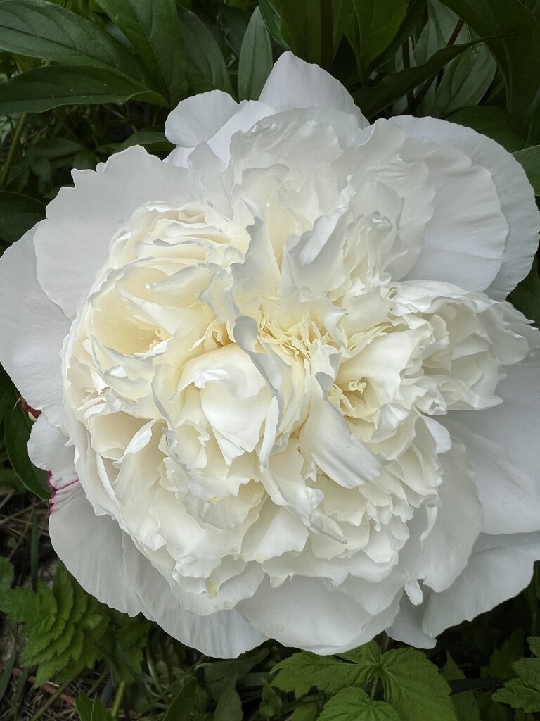 White Peony by radiogirl