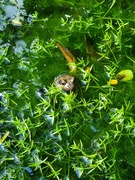 5th May 2024 - Frog in pond.