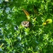 Frog in pond. by janetr
