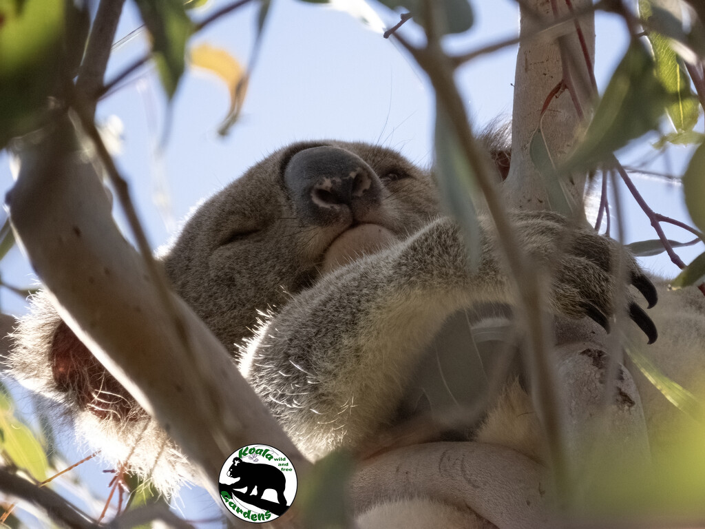 way up through the leaves by koalagardens