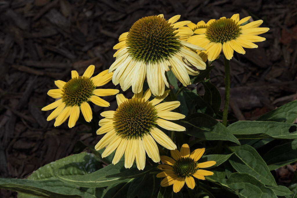 Yellow Coneflowers by k9photo