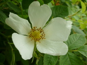 11th Jun 2024 - Rosa 