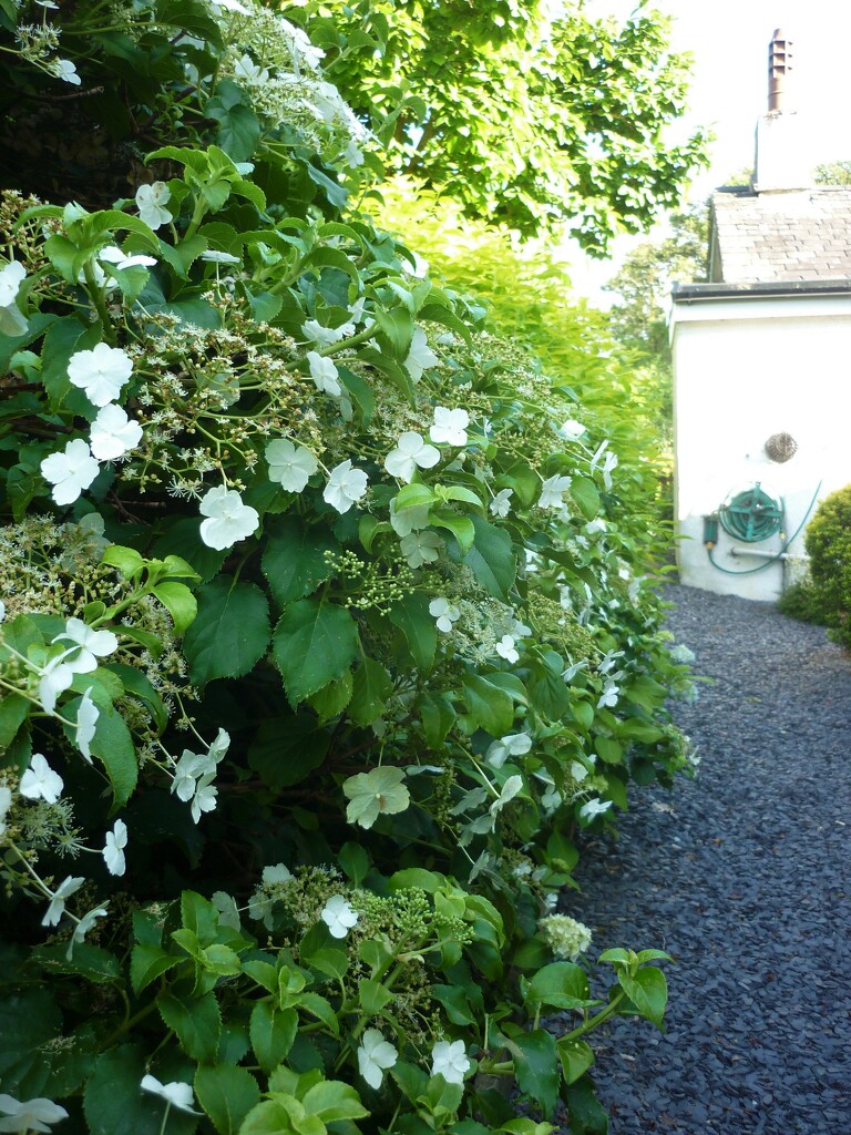 Up the garden path  by countrylassie