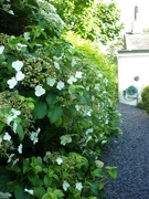 18th Jun 2024 - Up the garden path 