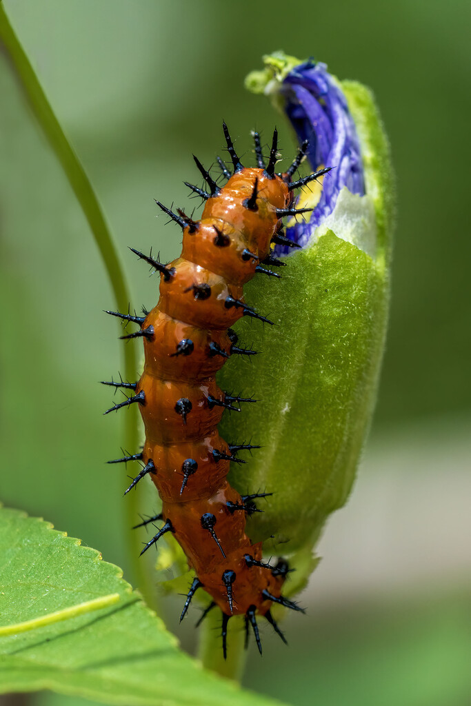 Gulf Fritillary Caterpillar by kvphoto