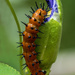 Gulf Fritillary Caterpillar by kvphoto