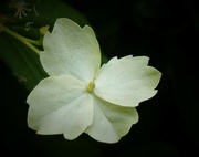 20th Jun 2024 - Hydrangea 