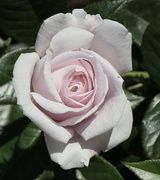 20th Jun 2024 - Pale Lilac Rose
