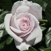 Pale Lilac Rose